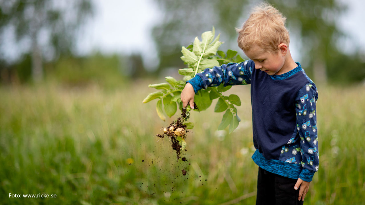 Pojke som håller i potatisplanta.
