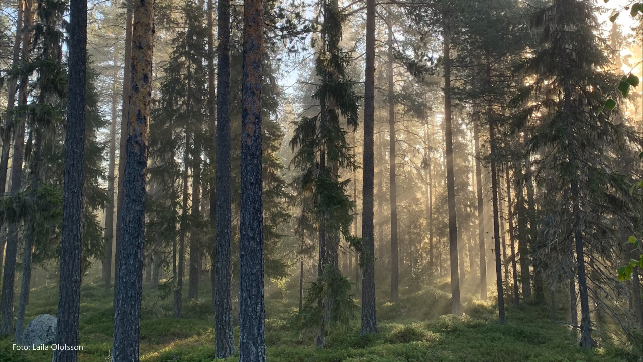 Tidig älgjaktsmorgon i Risliden/Barliden.