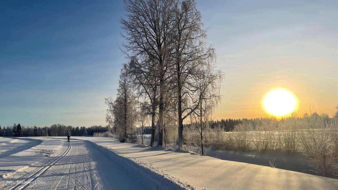 Skidspår i solsken.